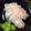 bigflowers's cooksnap of when they made 魚を捌こう！カサゴの刺身編.