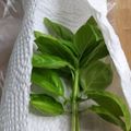 ささささ＆＊'s cooksnap of when they made 生バジル長持ち保存方法.