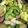 クック8W4H9J☆'s cooksnap of when they made 厚揚げ豆腐でゴーヤチャンプル.