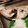 はらぺことりっぷ's cooksnap of when they made 簡単♪イシモチの塩焼き.
