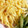 ふぁんころ's cooksnap of when they made ちらし寿司やお弁当に！ 錦糸卵.