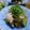 ひっこ's cooksnap of when they made ナスの揚げ浸し、ツナと青シソ乗せて！.