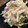 ばたみそーぱん☆'s cooksnap of when they made エビとアボカドの洋風白和え.