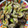 ＭＩ−ＳＡＮ's cooksnap of when they made オクラとなすの卵とじ.