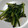G_Yossan's cooksnap of when they made 小松菜のバターしょうゆ炒め.