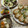 クック078UQT☆'s cooksnap of when they made いなりずし二種（梅ちりめん・そぼろ）.