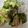 no1642's cooksnap of when they made 簡単！ヤゲン軟骨のキャベツいため.