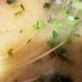 ふぁんころ's cooksnap of when they made 貝割れのお味噌汁.