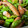クックmichi☆♪'s cooksnap of when they made ししとうおつまみ炒め☆.