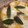 saki1010's cooksnap of when they made 我が家のラザニア.