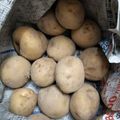 ささささ＆＊'s cooksnap of when they made 【じゃがいも】保存法.