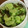 ちゃぎー's cooksnap of when they made きゅうりの浅漬け.