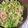 ゆかりんご117♪'s cooksnap of when they made 豆苗と豚肉のポン酢炒め.
