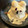 いるかくゆら's cooksnap of when they made 【甘さも調整できる!】手作りバニラアイス.