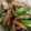 クックOS6YTL☆'s cooksnap of when they made オクラとちくわのきんぴら.