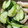 クックBJAVU0☆'s cooksnap of when they made 夏野菜と笹かまの和え物.
