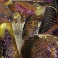 ＊★とも＊☆'s cooksnap of when they made とろとろなすの煮浸し【作り置き】.