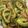 seacomet's cooksnap of when they made 電子レンジで！ゴーヤーの鰹節入り胡麻和え.