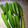 クックQIK67P☆'s cooksnap of when they made オクラの冷凍保存.