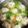 まさみよし's cooksnap of when they made 生姜と鶏つくねのスープ.