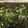 ganesha74's cooksnap of when they made 茄子のみぞれ煮.