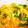 Blueyuki18's cooksnap of when they made ねぎと卵だけの丼.