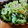 低カロ探検隊's cooksnap of when they made ゴーヤーとささみの梅肉和え.