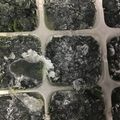 葉月優希's cooksnap of when they made 離乳食　ほうれん草　冷凍保存.