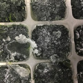 葉月優希's cooksnap of when they made 離乳食　ほうれん草　冷凍保存.