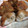 こゆきのすけ's cooksnap of when they made 蓮根の節＝捨てないで！.