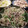 37⭐'s cooksnap of when they made 簡単一品☆サバときゅうりのマヨネーズ和え.