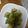 もりのりころ's cooksnap of when they made わさび醤油アボカドのごま油和え.