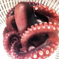 こた梅's cooksnap of when they made 釣り生のマダコの茹で方(タコの下処理).