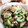 ゆるмαмα's cooksnap of when they made ゴーヤと豚肉のめんつゆ辛子マヨ炒め.