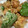 あいる♪♪'s cooksnap of when they made 我が家の唐揚げ.