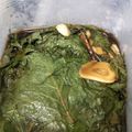 ひむとも's cooksnap of when they made 大葉のにんにく醤油漬け.
