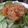 シューひろちゃん's cooksnap of when they made キュウリとクラゲの和え物.