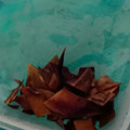saotty's cooksnap of when they made 【農家のレシピ】なすの皮の酢の物.