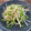 スージー＆ジル's cooksnap of when they made ピーマンともやしの塩炒め.