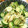 夕飯は６時です's cooksnap of when they made 手早く簡単☆みょうがとキュウリの酢の物.