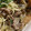 しばーちゃん's cooksnap of when they made 大葉たっぷり！豚バラとナスの旨辛炒め.