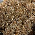 いけこにゃん's cooksnap of when they made うま！山椒の葉、木の芽とちりめんの佃煮☆.