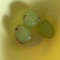 しーざあ's cooksnap of when they made ぶどう（巨峰）の皮がスルッとむける！.