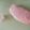 3姉妹ちゃんママ's cooksnap of when they made たらこの皮はこう取る.