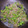 yu228's cooksnap of when they made ししとうとじゃこのふりかけ。お弁当にも.