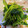 いっぺい99's cooksnap of when they made おかのりのおひたし.