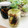 noamanma's cooksnap of when they made 作り置き！夏の定番みょうがの甘酢漬け.