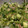 クックG4HAKW☆'s cooksnap of when they made 豆苗とおくらのみょうが和え.