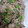ここあおらぶ's cooksnap of when they made 中華風♪豚肉と長ネギのしょうが焼き.