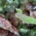 キロリン's cooksnap of when they made ブロッコリーとベーコンのマヨネーズ炒め.